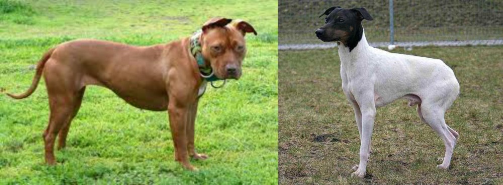 Japanese Terrier vs American Pit Bull Terrier - Breed Comparison