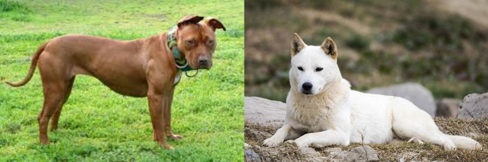 Jindo vs American Pit Bull Terrier - Breed Comparison