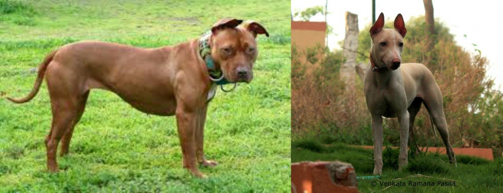 Jonangi vs American Pit Bull Terrier - Breed Comparison