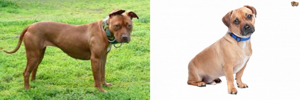 Jug vs American Pit Bull Terrier - Breed Comparison
