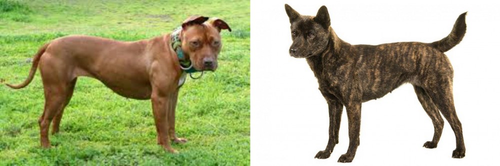 Kai Ken vs American Pit Bull Terrier - Breed Comparison
