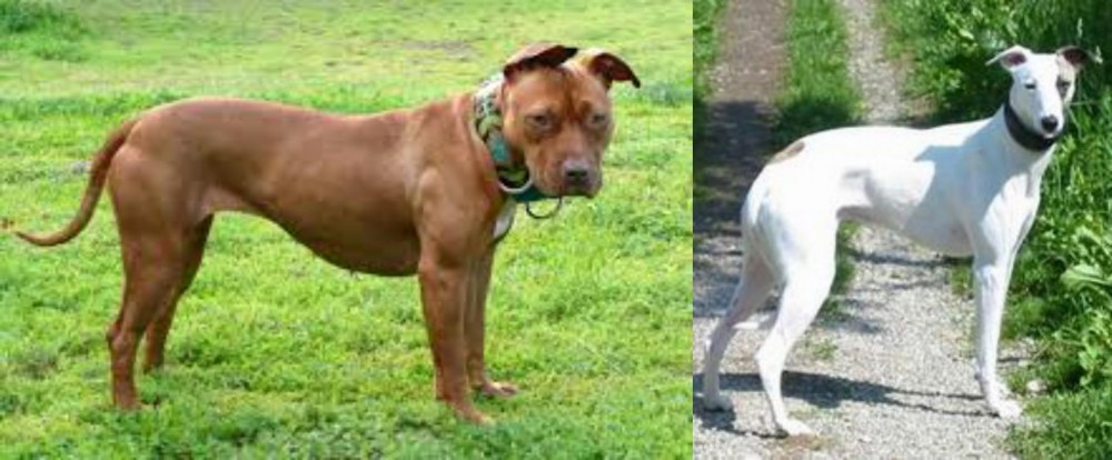 Kaikadi vs American Pit Bull Terrier - Breed Comparison