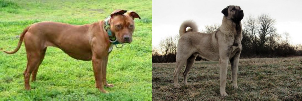 Kangal Dog vs American Pit Bull Terrier - Breed Comparison