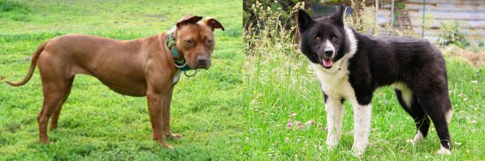 Karelian Bear Dog vs American Pit Bull Terrier - Breed Comparison