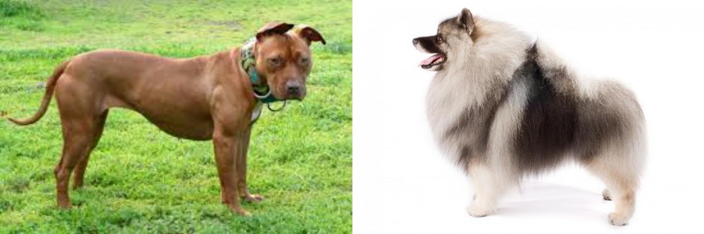 Keeshond vs American Pit Bull Terrier - Breed Comparison