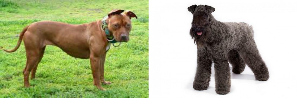 Kerry Blue Terrier vs American Pit Bull Terrier - Breed Comparison