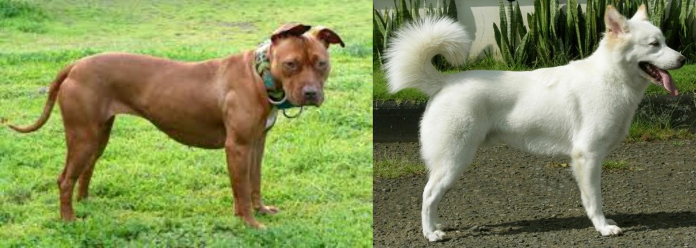 Kintamani vs American Pit Bull Terrier - Breed Comparison
