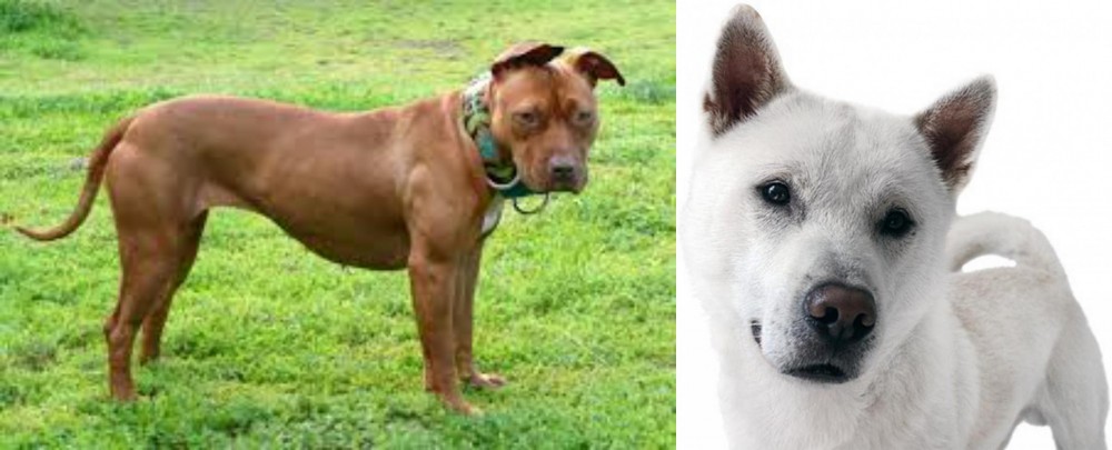 Kishu vs American Pit Bull Terrier - Breed Comparison