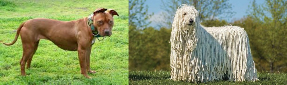 Komondor vs American Pit Bull Terrier - Breed Comparison