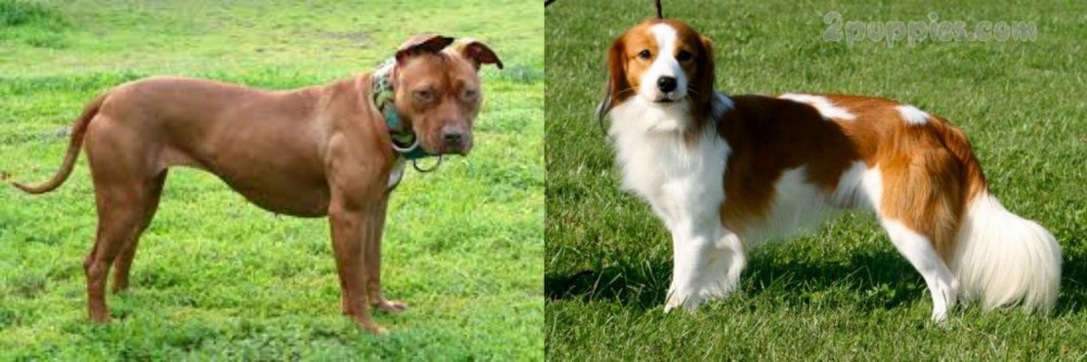 Kooikerhondje vs American Pit Bull Terrier - Breed Comparison