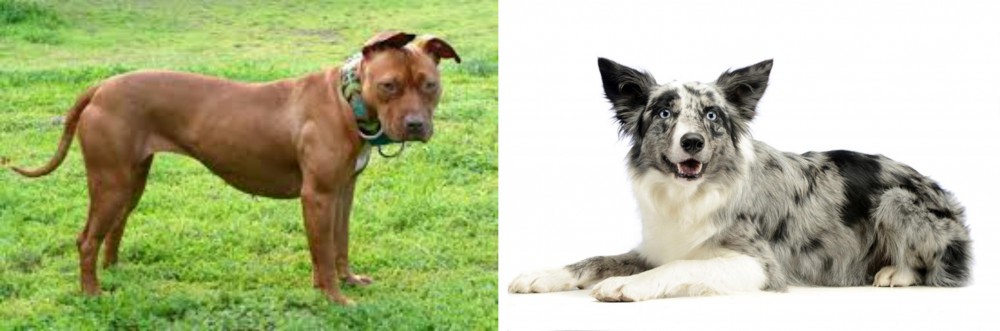 Koolie vs American Pit Bull Terrier - Breed Comparison