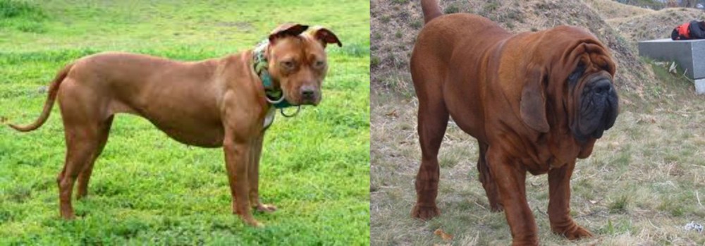 Korean Mastiff vs American Pit Bull Terrier - Breed Comparison