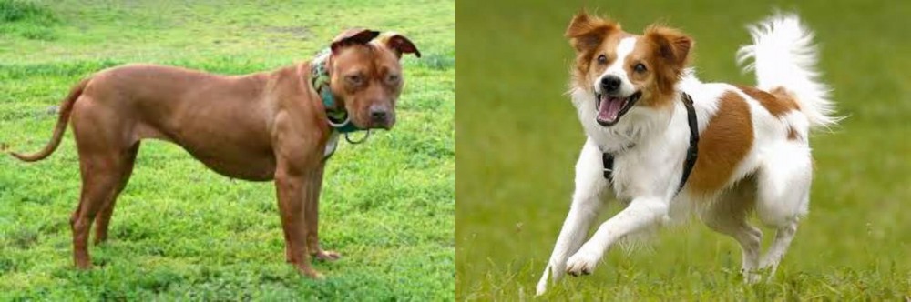 Kromfohrlander vs American Pit Bull Terrier - Breed Comparison