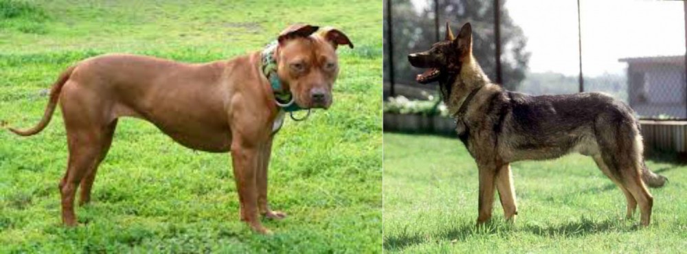 Kunming Dog vs American Pit Bull Terrier - Breed Comparison