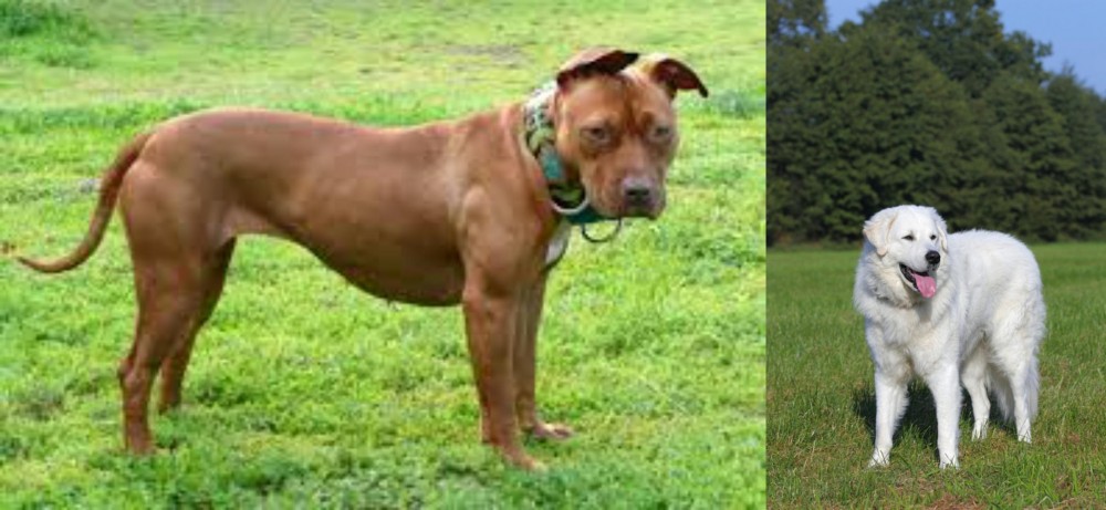 Kuvasz vs American Pit Bull Terrier - Breed Comparison