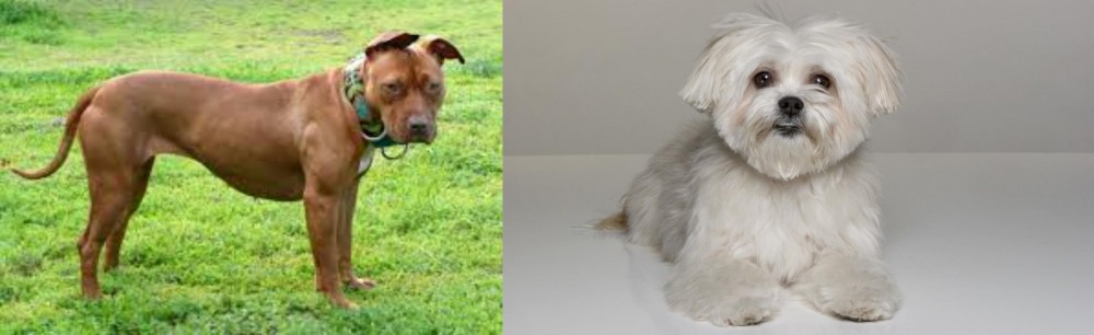 Kyi-Leo vs American Pit Bull Terrier - Breed Comparison