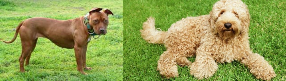 Labradoodle vs American Pit Bull Terrier - Breed Comparison