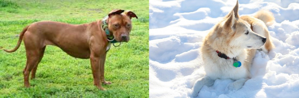 Labrador Husky vs American Pit Bull Terrier - Breed Comparison