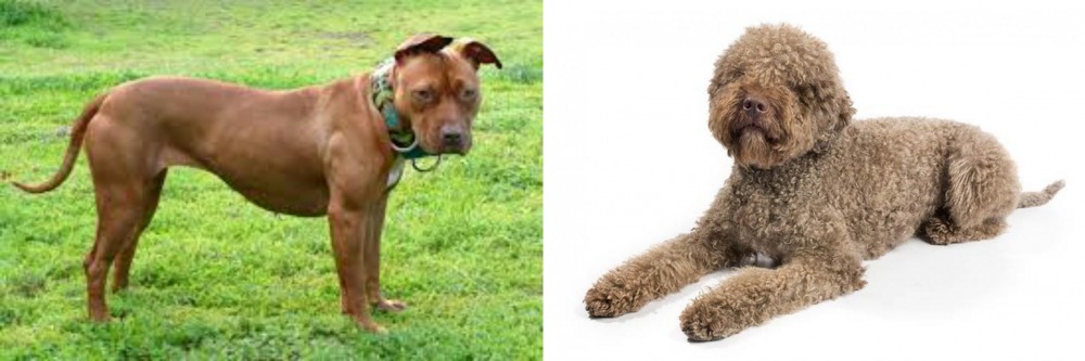 Lagotto Romagnolo vs American Pit Bull Terrier - Breed Comparison