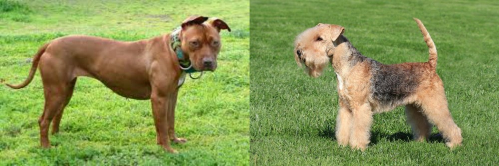 Lakeland Terrier vs American Pit Bull Terrier - Breed Comparison