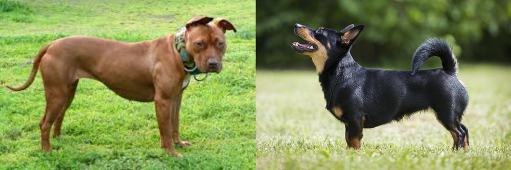 Lancashire Heeler vs American Pit Bull Terrier - Breed Comparison