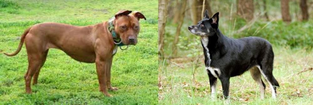 Lapponian Herder vs American Pit Bull Terrier - Breed Comparison