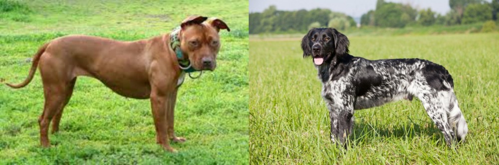 Large Munsterlander vs American Pit Bull Terrier - Breed Comparison