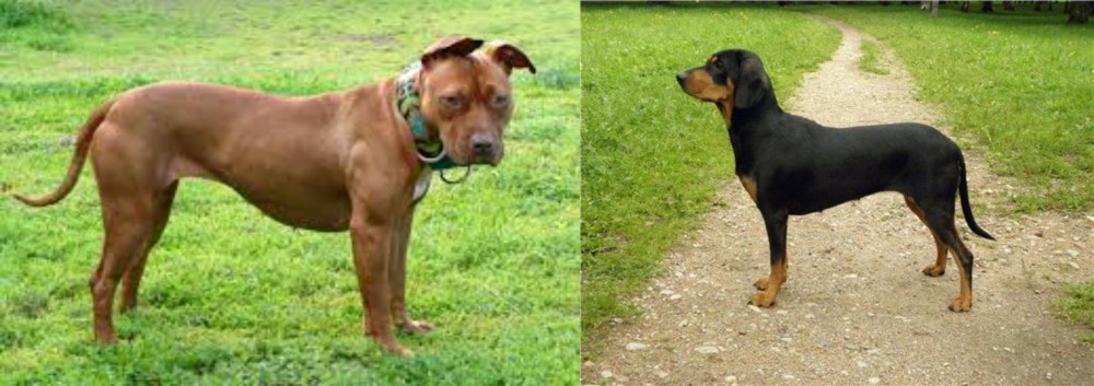 Latvian Hound vs American Pit Bull Terrier - Breed Comparison