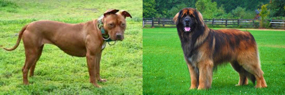 Leonberger vs American Pit Bull Terrier - Breed Comparison