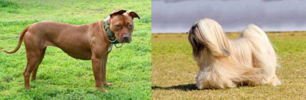 Lhasa Apso vs American Pit Bull Terrier - Breed Comparison