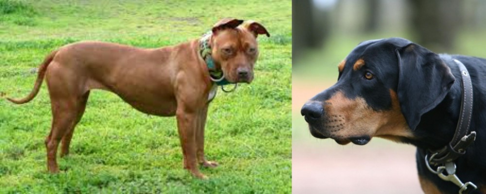 Lithuanian Hound vs American Pit Bull Terrier - Breed Comparison