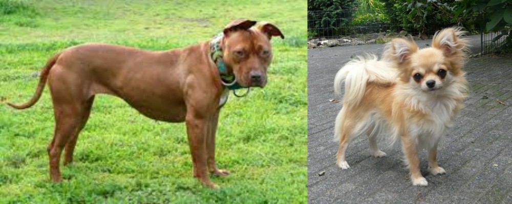 Long Haired Chihuahua vs American Pit Bull Terrier - Breed Comparison