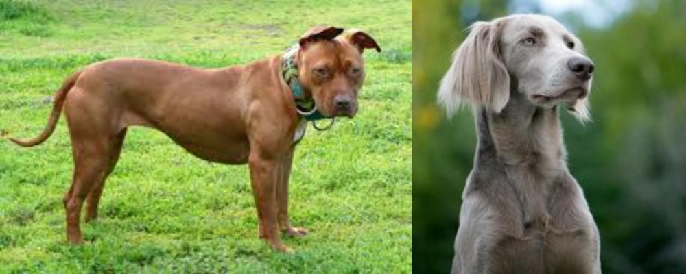 Longhaired Weimaraner vs American Pit Bull Terrier - Breed Comparison