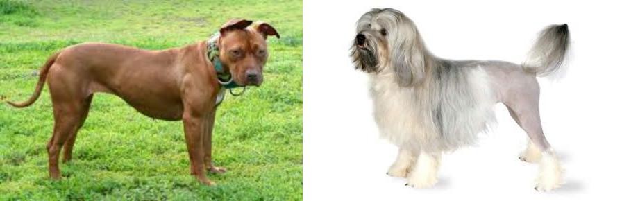 Lowchen vs American Pit Bull Terrier - Breed Comparison