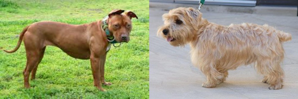 Lucas Terrier vs American Pit Bull Terrier - Breed Comparison