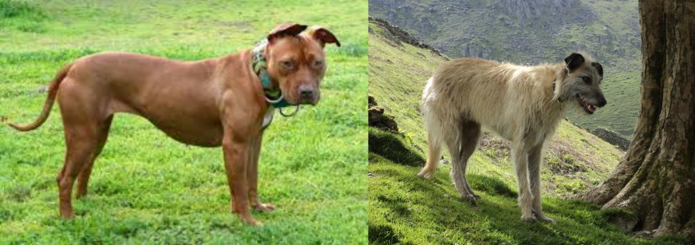 Lurcher vs American Pit Bull Terrier - Breed Comparison