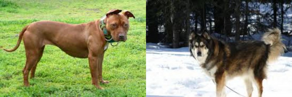 Mackenzie River Husky vs American Pit Bull Terrier - Breed Comparison