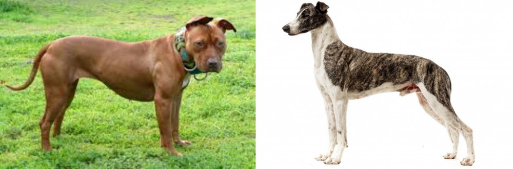 Magyar Agar vs American Pit Bull Terrier - Breed Comparison