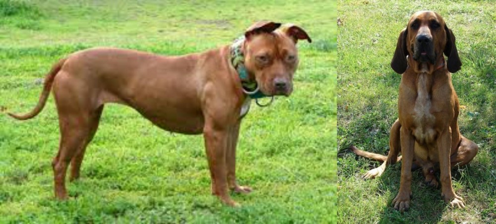 Majestic Tree Hound vs American Pit Bull Terrier - Breed Comparison