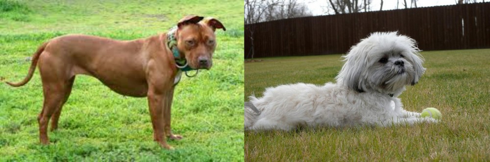 Mal-Shi vs American Pit Bull Terrier - Breed Comparison