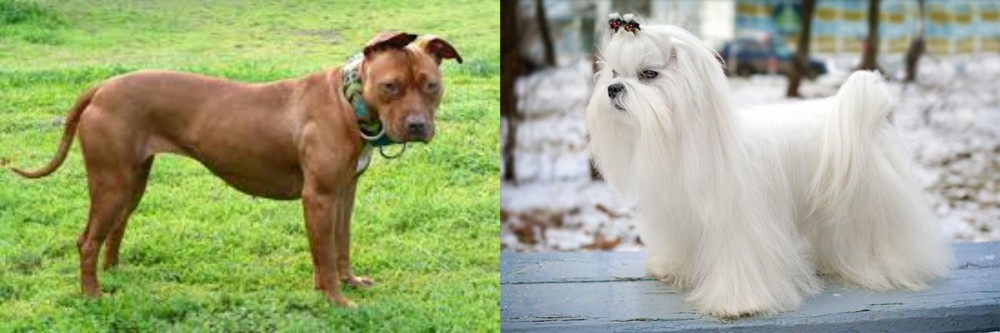 Maltese vs American Pit Bull Terrier - Breed Comparison
