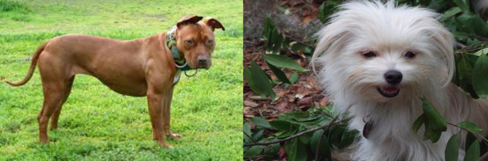 Malti-Pom vs American Pit Bull Terrier - Breed Comparison