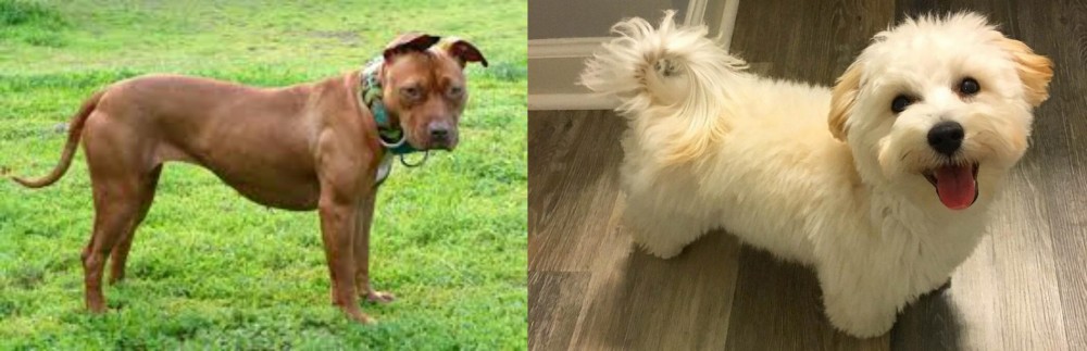 Maltipoo vs American Pit Bull Terrier - Breed Comparison
