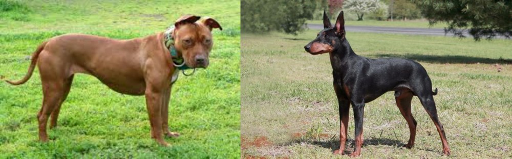 Manchester Terrier vs American Pit Bull Terrier - Breed Comparison