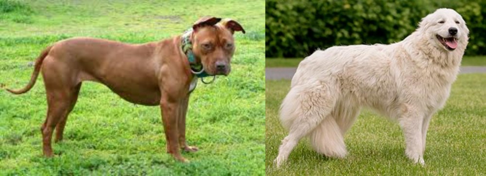 Maremma Sheepdog vs American Pit Bull Terrier - Breed Comparison