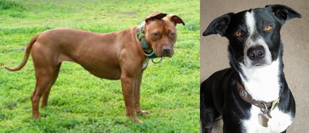 McNab vs American Pit Bull Terrier - Breed Comparison