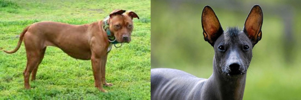 Mexican Hairless vs American Pit Bull Terrier - Breed Comparison