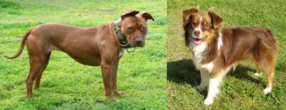 Miniature Australian Shepherd vs American Pit Bull Terrier - Breed Comparison