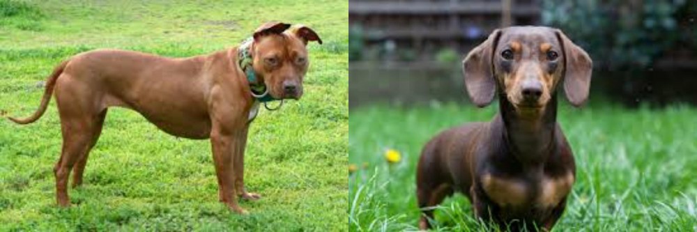 Miniature Dachshund vs American Pit Bull Terrier - Breed Comparison