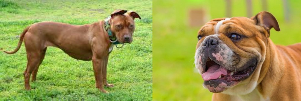 Miniature English Bulldog vs American Pit Bull Terrier - Breed Comparison
